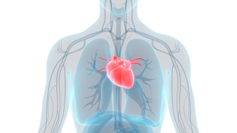 heart and lungs image